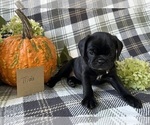 Small #5 Puggle