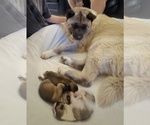 Small #13 Akita