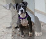 Small American Pit Bull Terrier Mix