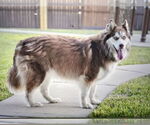 Small #4 Siberian Husky