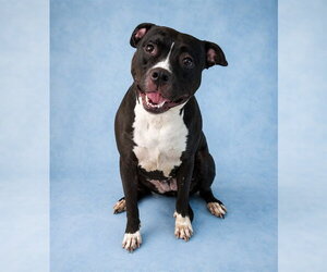 Mutt Dogs for adoption in Westminster, MD, USA
