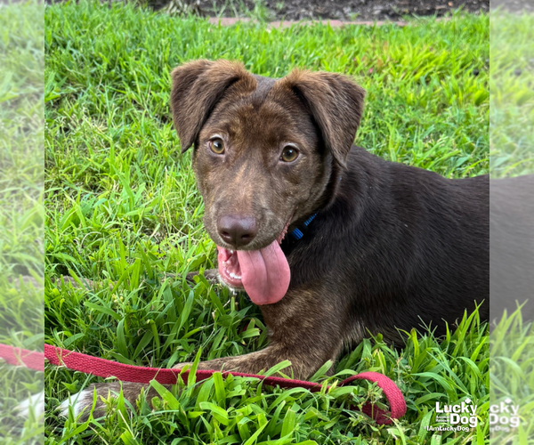 Medium Photo #8 Labrador Retriever-Unknown Mix Puppy For Sale in Washington, DC, USA