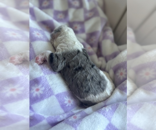 Medium Photo #33 Aussiedoodle-Bernedoodle Mix Puppy For Sale in BELTON, SC, USA