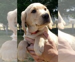 Small #5 Labrador Retriever