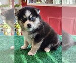 Small Photo #2 Pomsky Puppy For Sale in DELAWARE, OH, USA