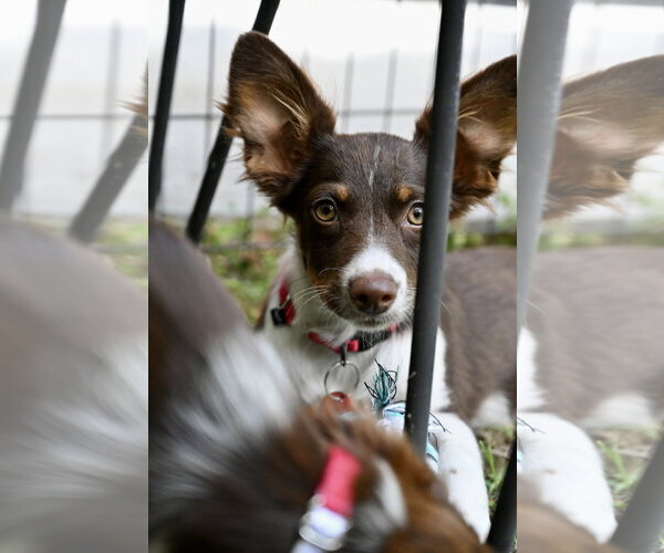 Medium Photo #4 Australian Shepherd-Chihuahua Mix Puppy For Sale in Wakefield, RI, USA