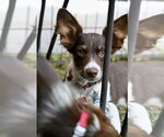 Small #3 Australian Shepherd-Chihuahua Mix