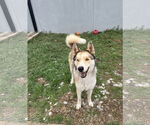 Small #2 Huskies  Mix