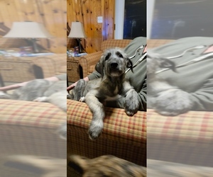 Irish Wolfhound Puppy for sale in RIVES JUNCTION, MI, USA