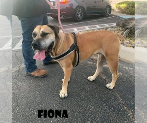 Fiona (foster needed) - Female Mutt Dog for Adoption - Photo #2