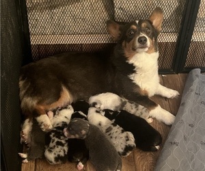 Mother of the Cardigan Welsh Corgi-Pembroke Welsh Corgi Mix puppies born on 06/14/2026