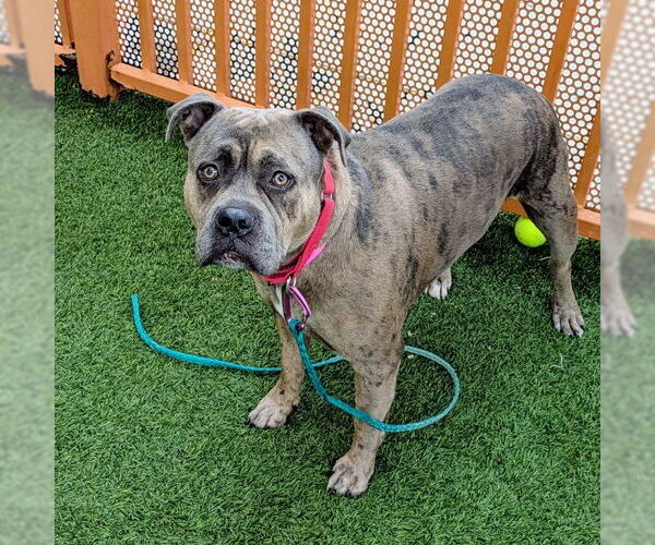 Medium Photo #1 Mutt Puppy For Sale in Las Vegas, NV, USA