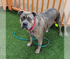 Mutt Dogs for adoption in Las Vegas, NV, USA