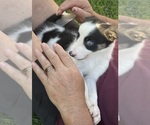 Small Photo #11 Border Collie Puppy For Sale in BRISTOW, OK, USA