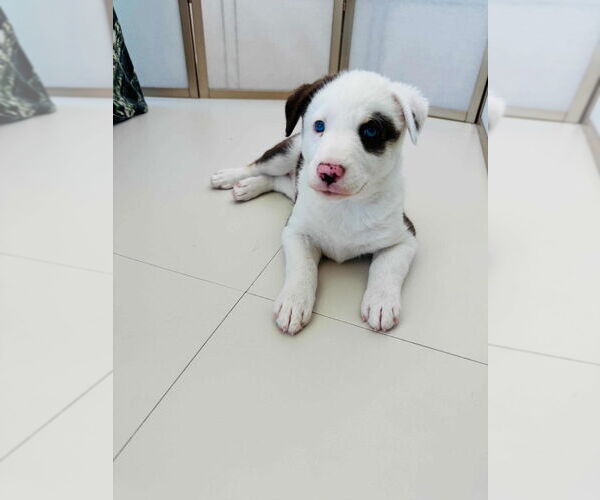 Medium Photo #1 Pyrenees Catahoula Puppy For Sale in Dana Point, CA, USA