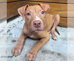 Mutt Dogs for adoption in Philadelphia, PA, USA
