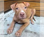 Small Mutt