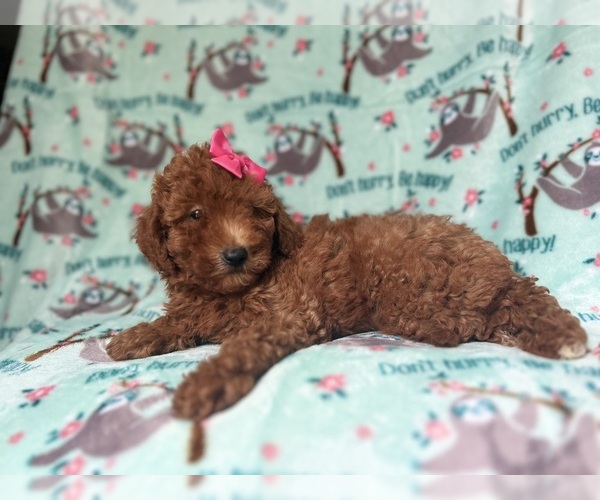 Medium Photo #6 Goldendoodle (Miniature) Puppy For Sale in LAKELAND, FL, USA