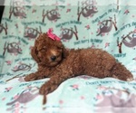 Small #5 Goldendoodle (Miniature)