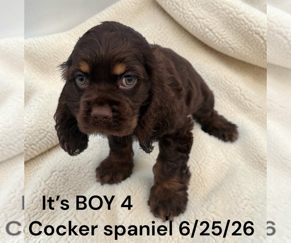 Medium Photo #7 Cocker Spaniel Puppy For Sale in MONTPELIER, OH, USA