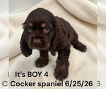 Small #6 Cocker Spaniel