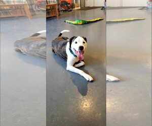 Merci - Female American Staffordshire Terrier-Unknown Mix Dog for Adoption - Photo #4
