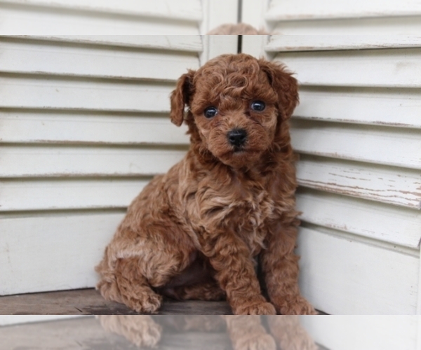 Medium Photo #1 Poodle (Toy) Puppy For Sale in FREDERICKSBURG, OH, USA