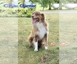 Small Photo #1 Miniature Australian Shepherd Puppy For Sale in FREMONT, MI, USA