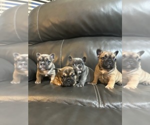 French Bulldog Puppy for sale in LUBBOCK, TX, USA