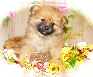 Pomeranian Puppy for Sale in HAMMOND, Indiana USA