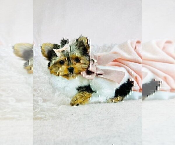 Medium Photo #15 Morkie Puppy For Sale in WEST PALM BEACH, FL, USA