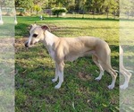 Small Photo #1 Whippet Puppy For Sale in DAVISON, MI, USA
