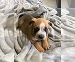 Small Photo #24 American Bully Puppy For Sale in LOGANVILLE, GA, USA
