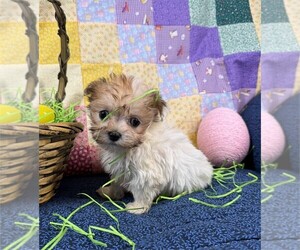 Shiranian Puppy for sale in PEMBROKE PINES, FL, USA