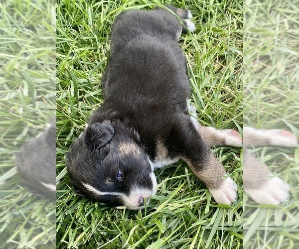 Medium Photo #2 Australian Shepherd Puppy For Sale in BALDWIN CITY, KS, USA