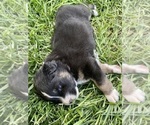 Small Photo #2 Australian Shepherd Puppy For Sale in BALDWIN CITY, KS, USA