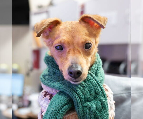 Medium Photo #1 Chihuahua-Unknown Mix Puppy For Sale in Mundelein, IL, USA