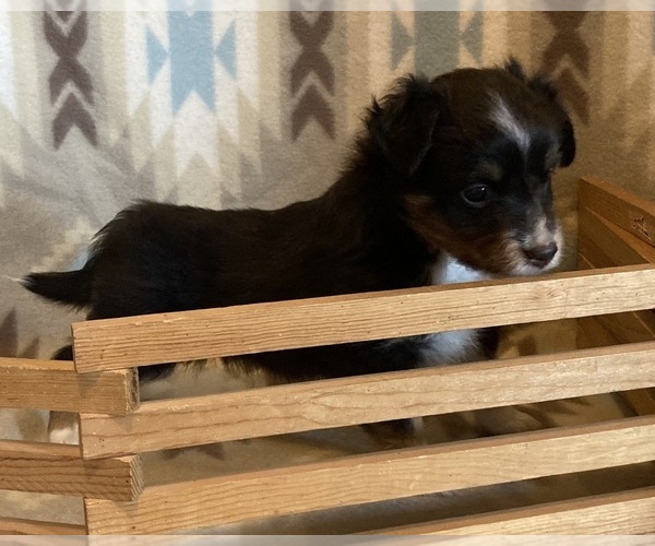 Medium Photo #10 Shel-Aussie Puppy For Sale in FORT MORGAN, CO, USA