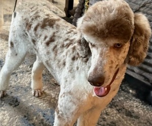 Mother of the Bernedoodle puppies born on 04/23/2026