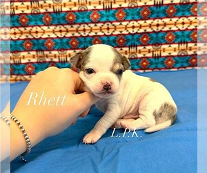 Chihuahua Puppy for sale in WINNSBORO, LA, USA