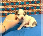 Image preview for Ad Listing. Nickname: Tiny Rhett