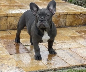French Bulldog Puppy for sale in PALM BCH GDNS, FL, USA