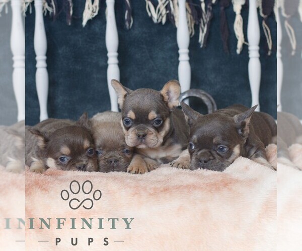Medium Photo #2 French Bulldog Puppy For Sale in GORDONVILLE, PA, USA