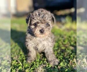 Poodle (Toy) Puppy for sale in CORAL GABLES, FL, USA