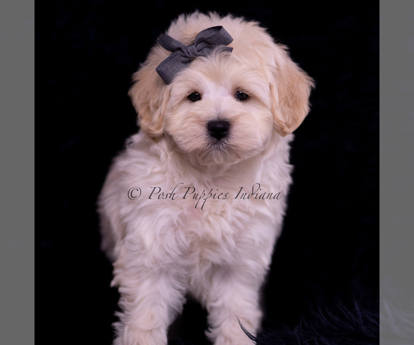Medium Photo #4 Maltipoo (Miniature) Puppy For Sale in WARSAW, IN, USA
