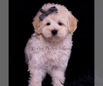 Small Photo #102 Maltipoo (Miniature) Puppy For Sale in WARSAW, IN, USA