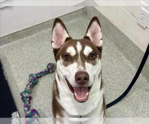 Siberian Husky-Unknown Mix Dogs for adoption in Fort Collins, CO, USA