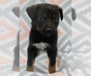Mutt Dogs for adoption in Thief River Falls, MN, USA