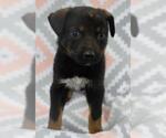 Small Mutt