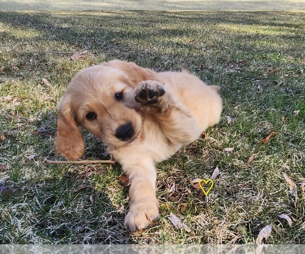 Medium Photo #3 Golden Retriever Puppy For Sale in THOMASTON, ME, USA